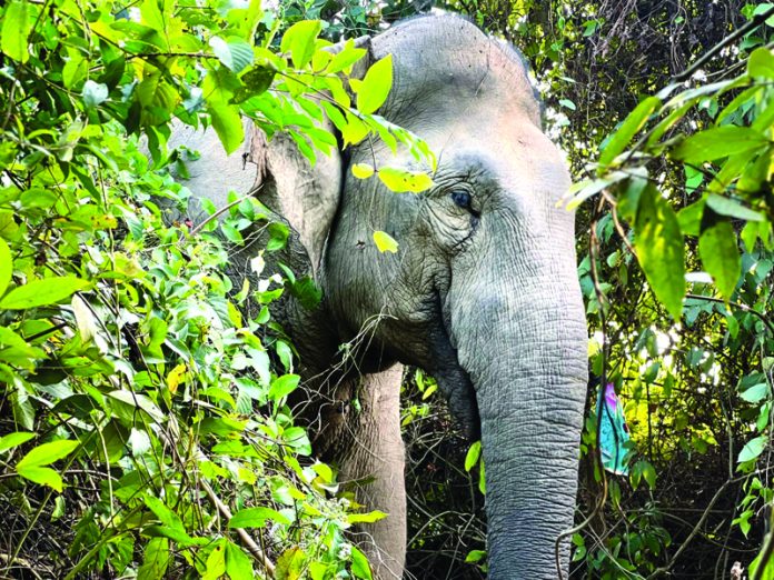 elephant হাতি