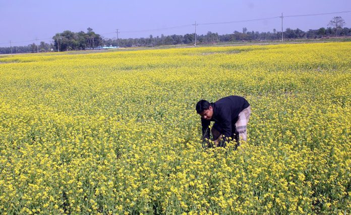 দিগন্ত জুড়ে সরিষার হলুদ হাসি, বাম্পার ফলনে কৃষকের চোখেমুখে খুশির ঝিলিক