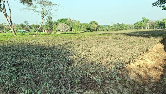 ফটিকছড়ির বুকে হাহাকার: বৃষ্টির অভাবে পুড়ছে চা-বাগান, মরছে গাছ, কাঁদছে শ্রমিক