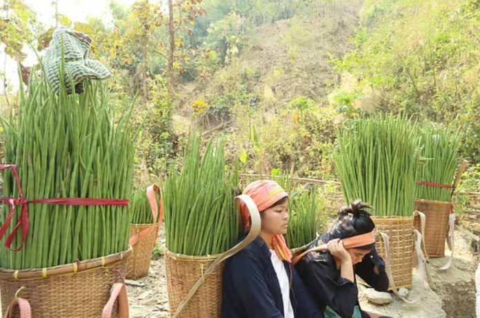 শজনে চাষ