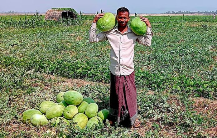 লবণাক্ত জমিতে তরমুজের অবিশ্বাস্য ফলন: টেকনাফে তিন বন্ধুর সাফল্যের গল্প