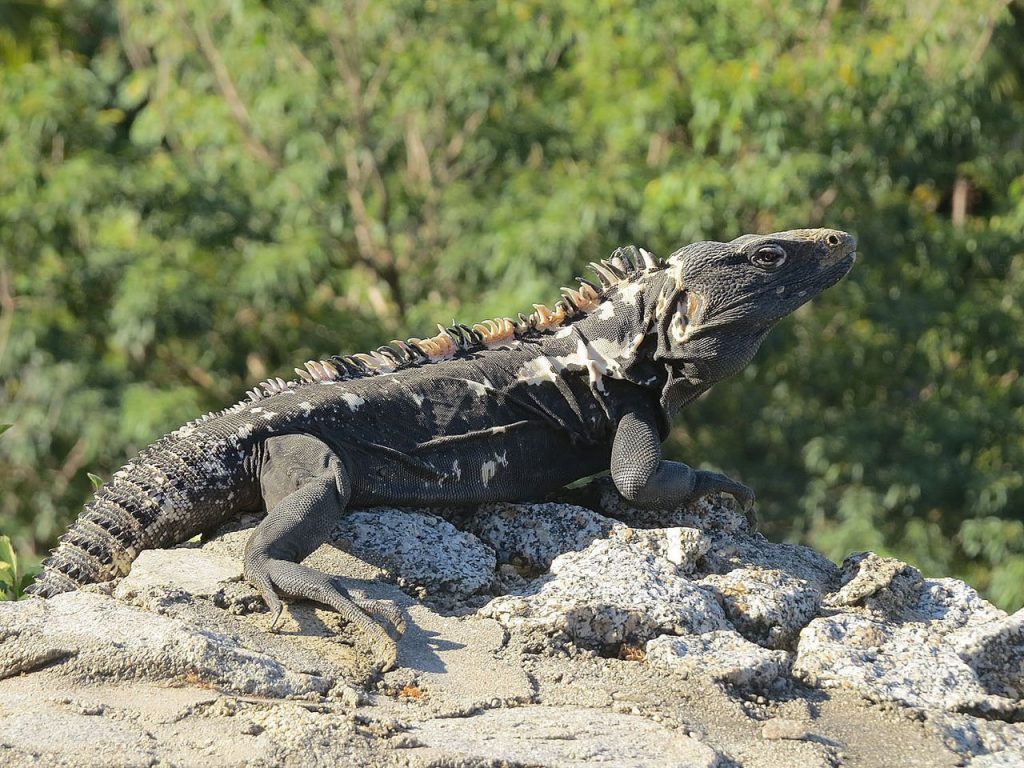 Spiny-tailed Iguana
