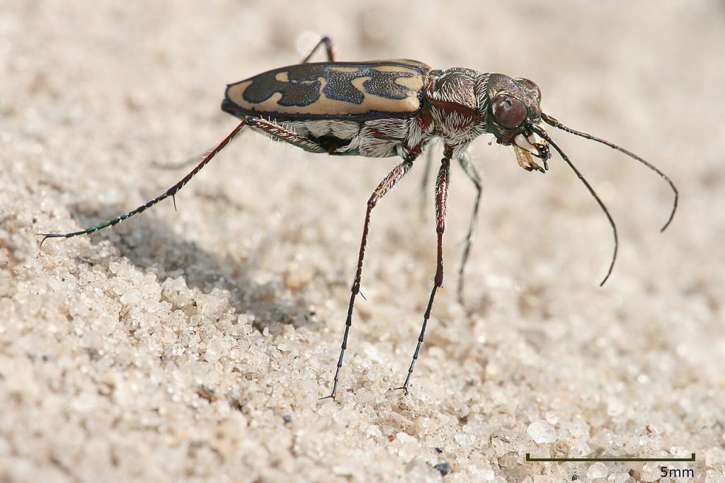 Lophyra_sp_Tiger_beetle_