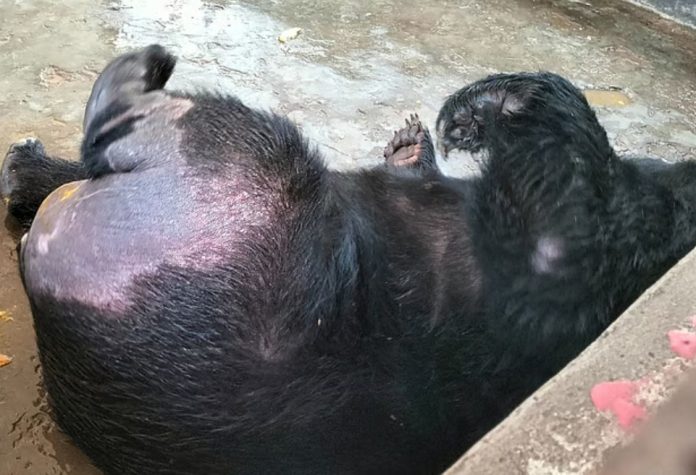 মেঘলা পর্যটন কেন্দ্রের মিনি চিড়িয়াখানায় পায়ের লোম উঠে গেছে পঙ্গু ভালুকটির