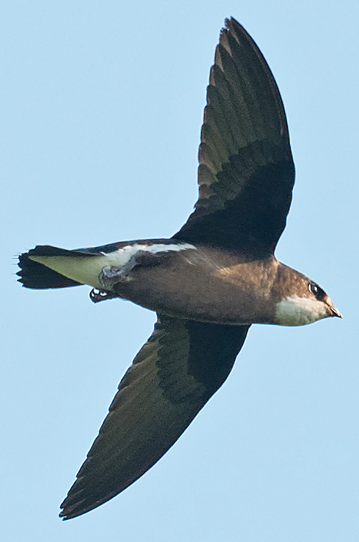 White-throated_needletail_Hunting_over_Wolotschajewka_Perwaja_(cropped)