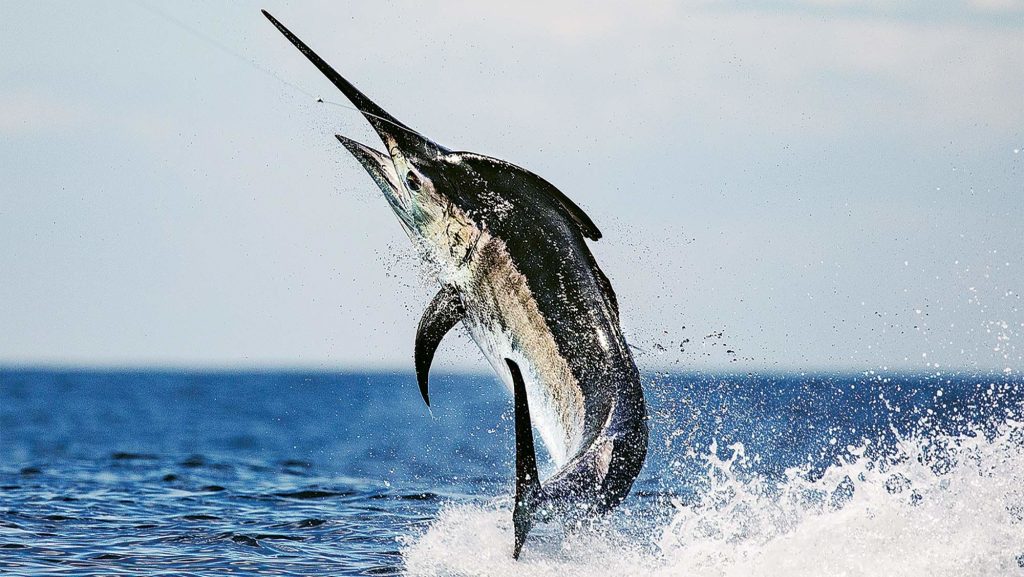 black-marlin