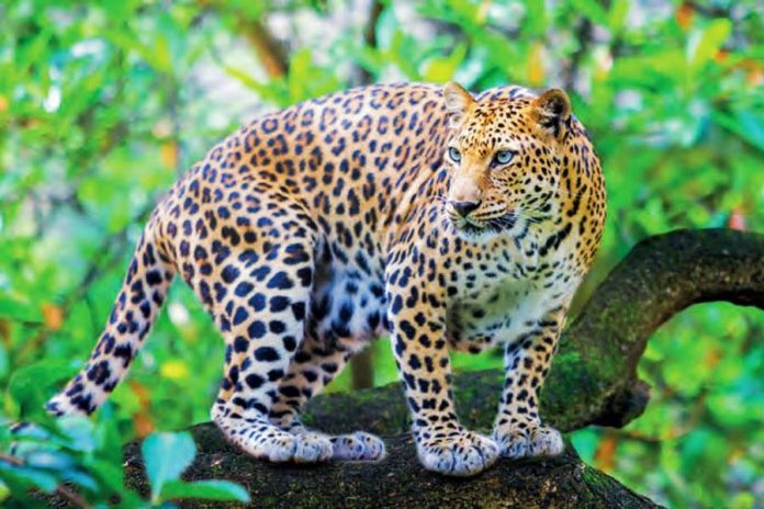 চিতাবাঘ