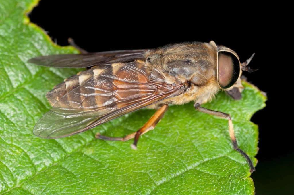 horsefly