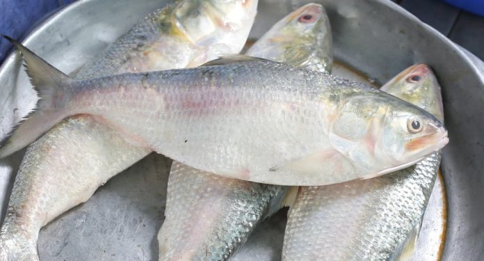 ilish পহেলা বৈশাখ: পান্তা আছে, ইলিশ কই?