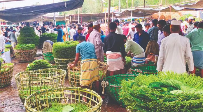 ঐতিহ্যের পান চাষে অশনি সংকেত: কেন দাম পাচ্ছে না মহেশখালীর মিষ্টি পান?
