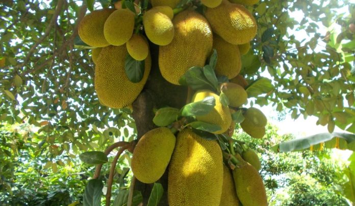 পাহাড়ে কমছে আবাদি জমি, তবুও বাড়ছে কাঁঠালের উৎপাদন