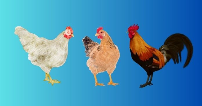 মুরগির বিশ্বজয়: বুনো পাখি থেকে যেভাবে আধুনিক থালায়