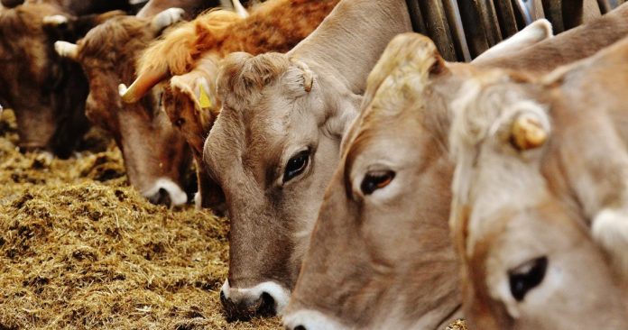 চট্টগ্রামে এক দশকে পশু কোরবানি বেড়েছে ৭৯%, সংকট নেই