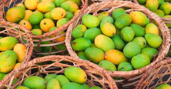 এক দশকে আমের চাষাবাদ দ্বিগুণ, ১৫ হাজার কোটি টাকার বাণিজ্যের আশা