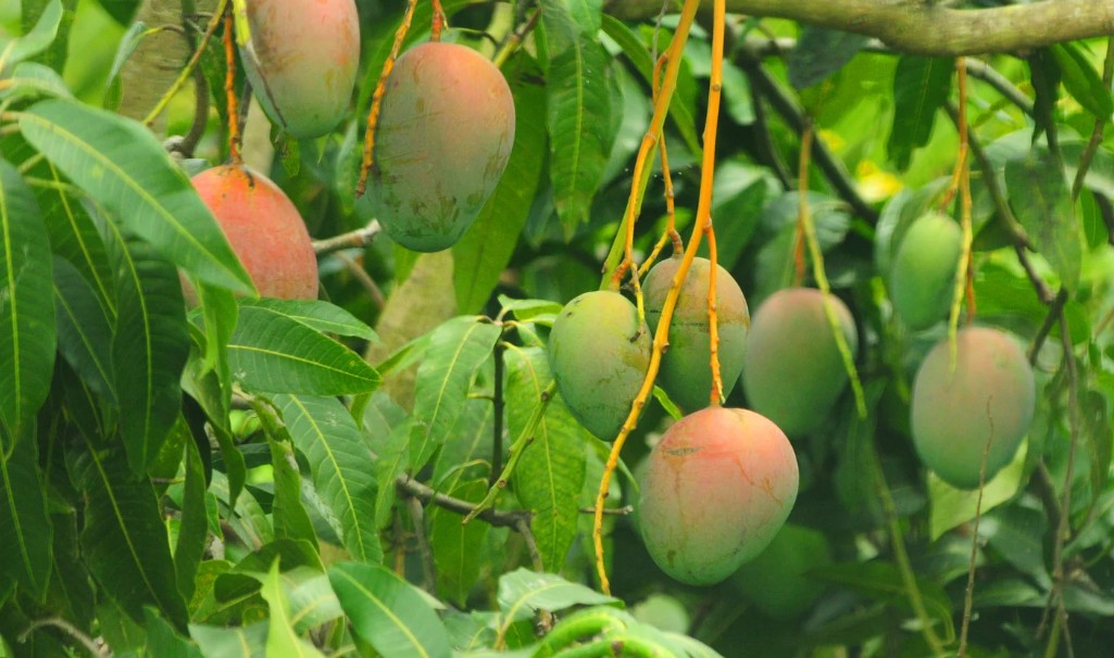 আম রফতানিতে বড় লক্ষ্যমাত্রা, নতুন গন্তব্য চীন