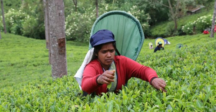 কম উৎপাদনশীলতায় ঠকছেন চা শ্রমিকরা, মজুরি তলানিতে