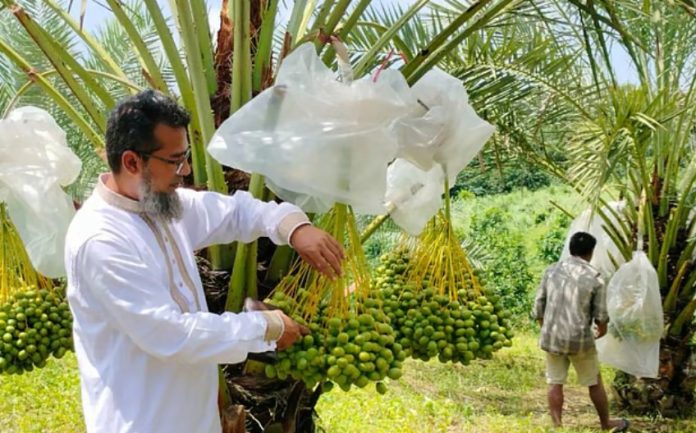 খাগড়াছড়ির পাহাড়ে ফলছে আরবের খেজুর