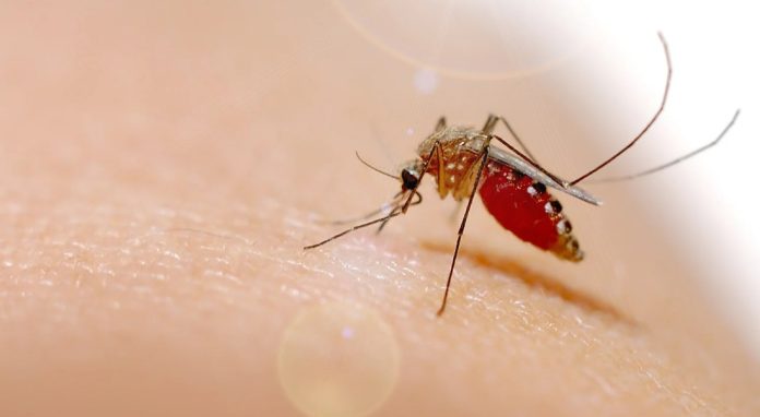 চিকুনগুনিয়া ডেঙ্গু