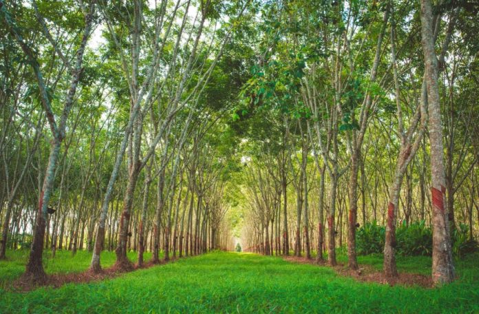 Rubber garden রাবার বাগান