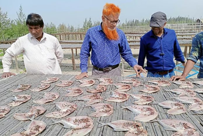 মাছি বন্ধ্যাকরণ প্রযুক্তিতে বিষমুক্ত শুঁটকি উৎপাদন, সোনাদিয়াকে ‘আদর্শ স্থান’ ঘোষণা